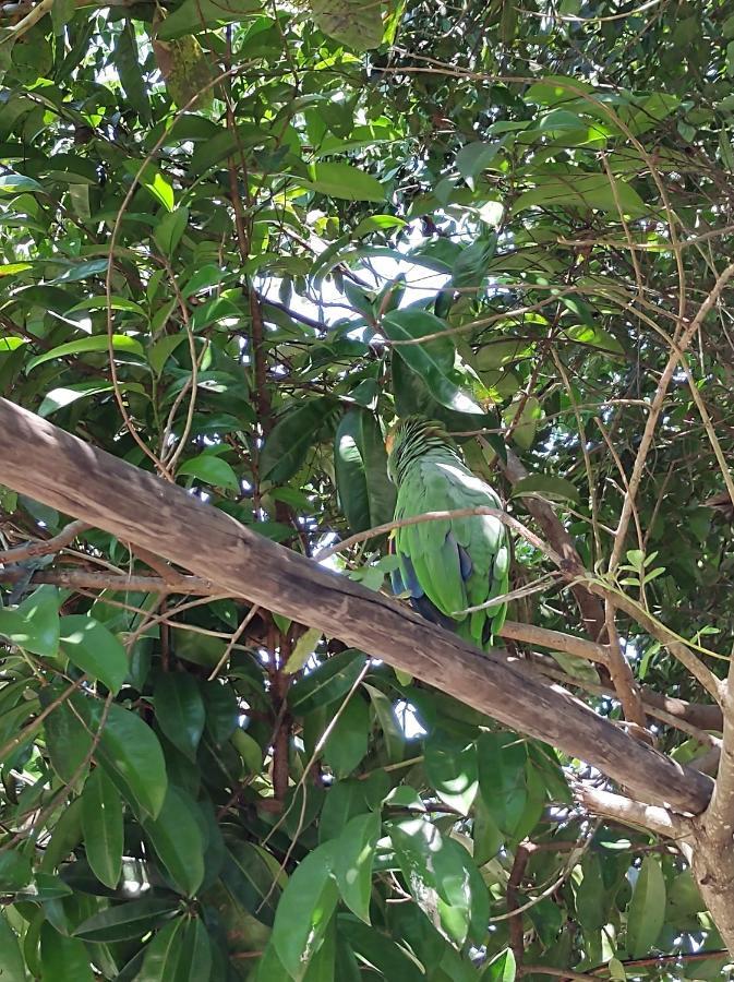 Pousada Quintal Dos Sonhos Xando Caraíva エクステリア 写真