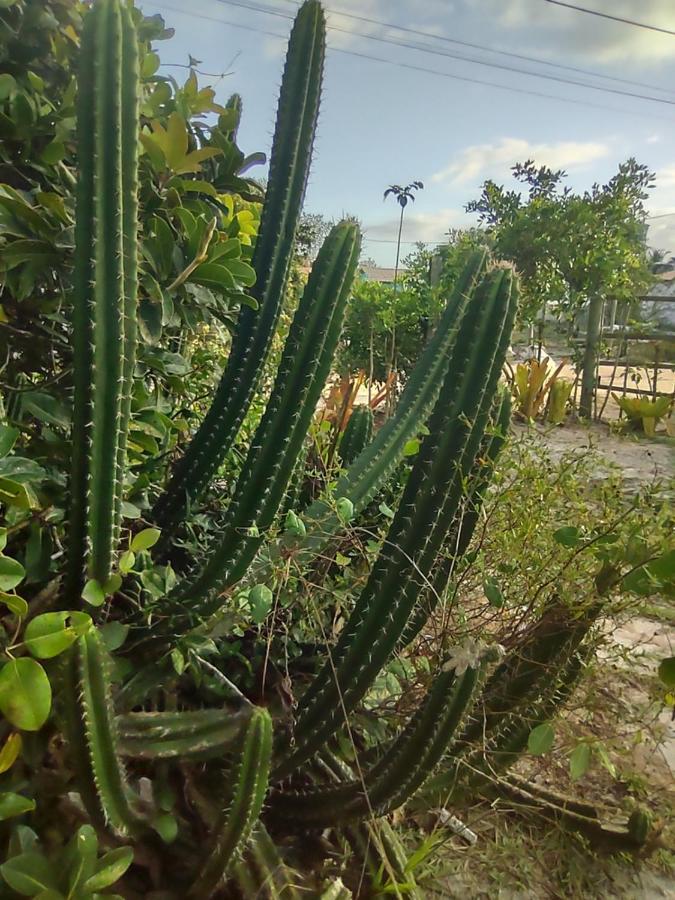 Pousada Quintal Dos Sonhos Xando Caraíva エクステリア 写真